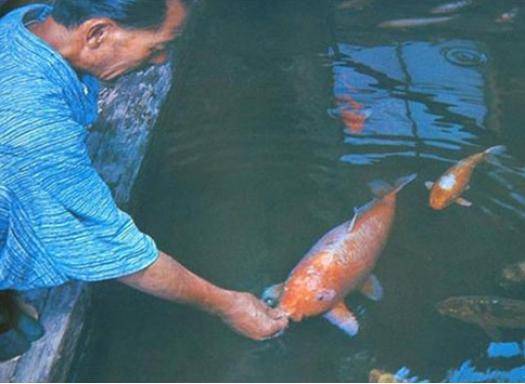 The fish being fed is Hanako, who lived to the ripe old age of about 226.