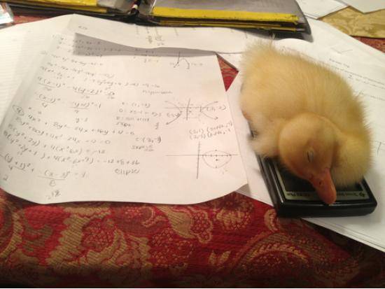 So I can’t do my math homework cause my duck fell asleep on my calculator..