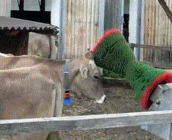 Cow enjoying a car wash
