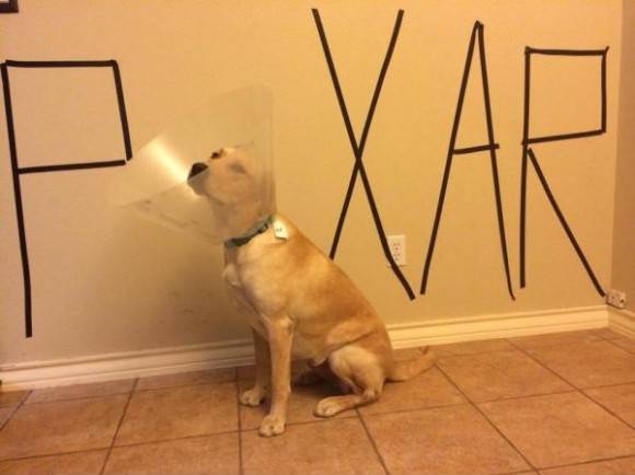 My dog went to the vet today
