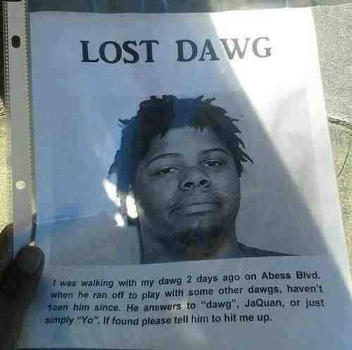 Lost dawg...
