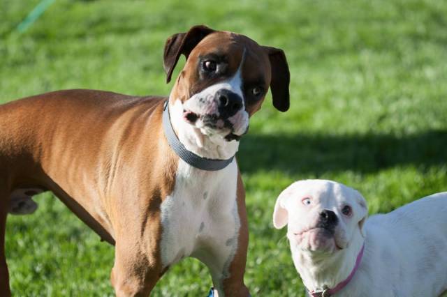 My friend's Mom has some really derpy looking dogs