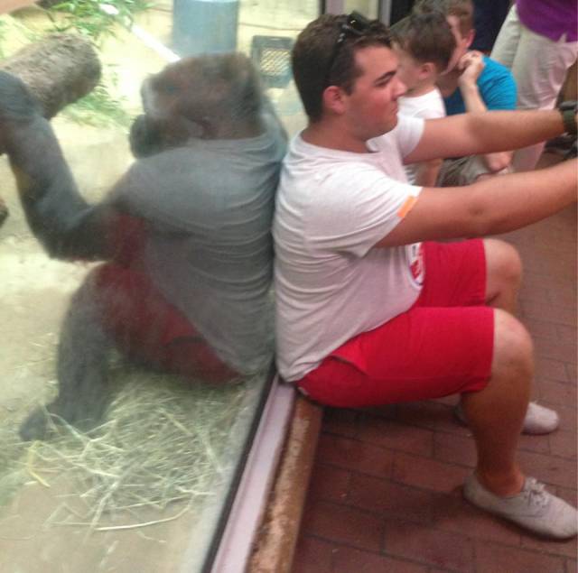 I see your gorilla selfie and raise you my gorilla twin.