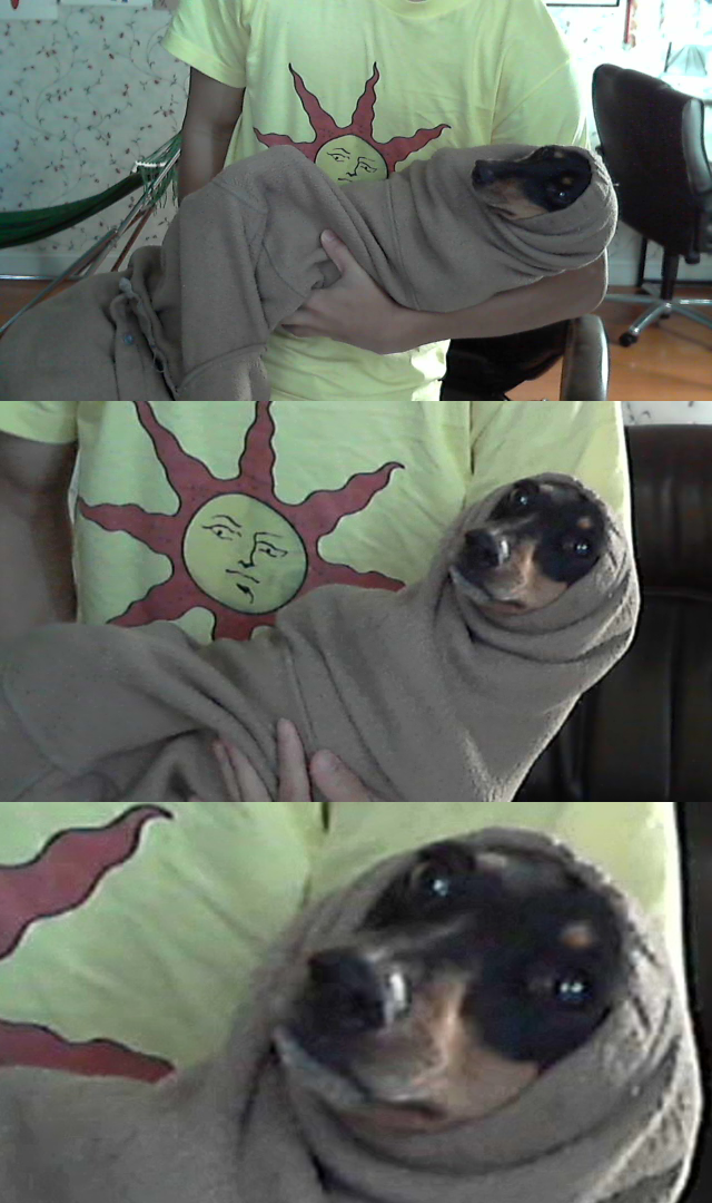 I woke up to my dog crying for help. She had crawled into the arm sleeve of a sweater and got stuck.