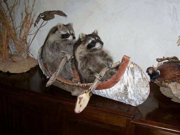 My favorite taxidermy.