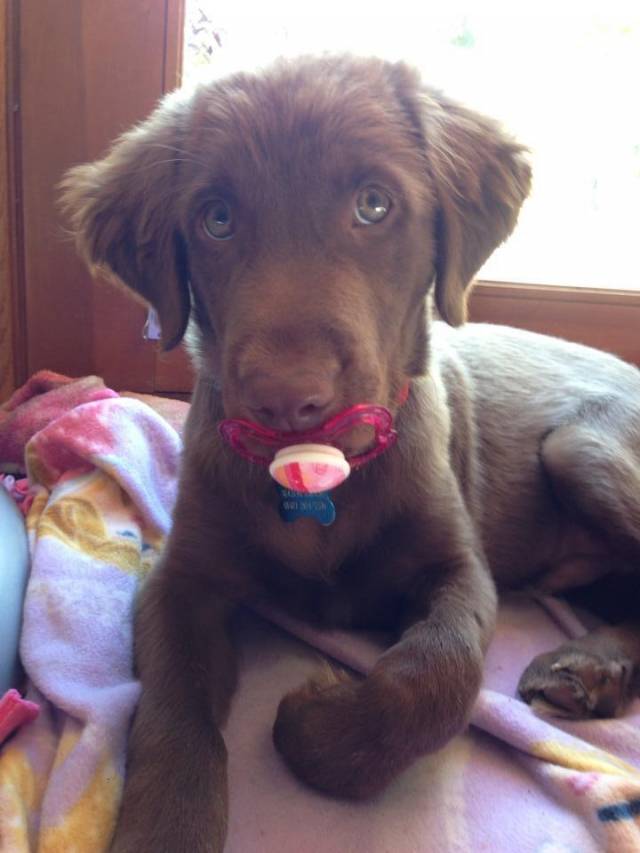 Stealer of the suckies.