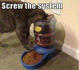 Rebel cat plays by his own rules