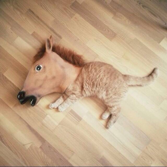 If this isn't worthy of Internet I don't know what is.