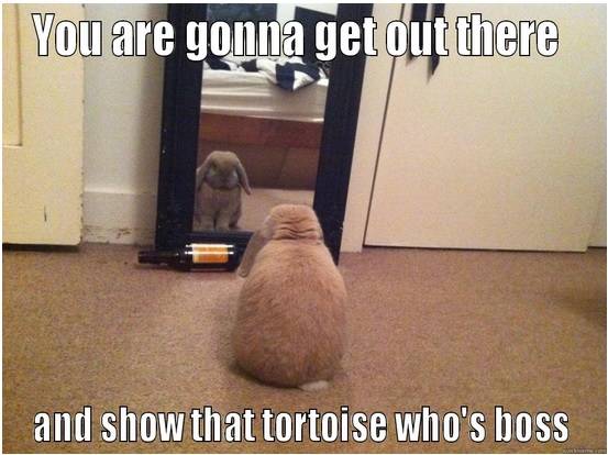 This is what your rabbit is thinking about...