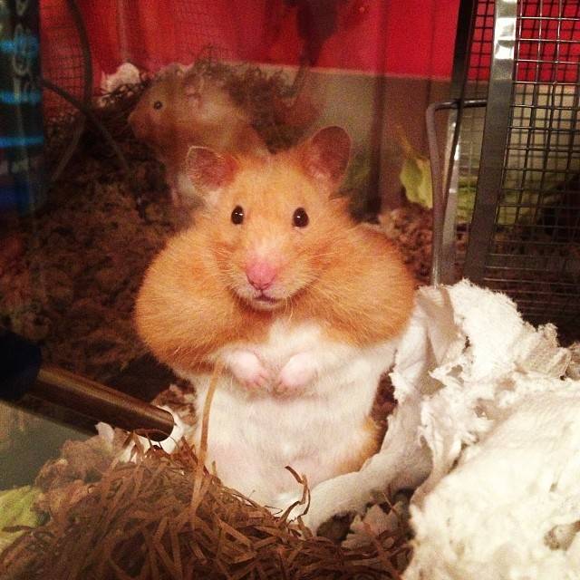 I think my hamster spends too much time on his exercise wheel.