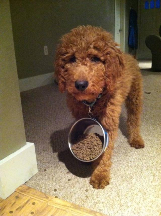 Sometimes your food dish gets stuck on your collar and you leave a trail of food around the house...