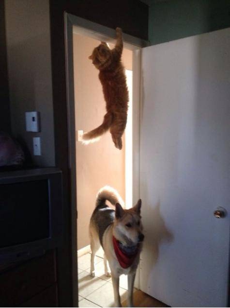 You guys see the cat run past here?