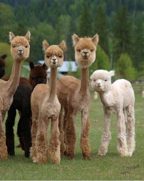 Shaved Alpaca’s are both hilarious and terrifying.
