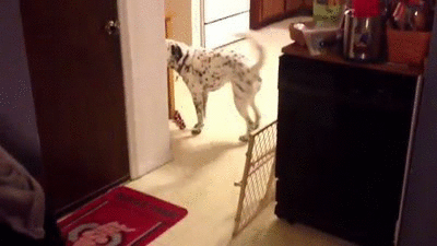 This is how my dog tells us she wants a treat. I completely regret teaching her that.