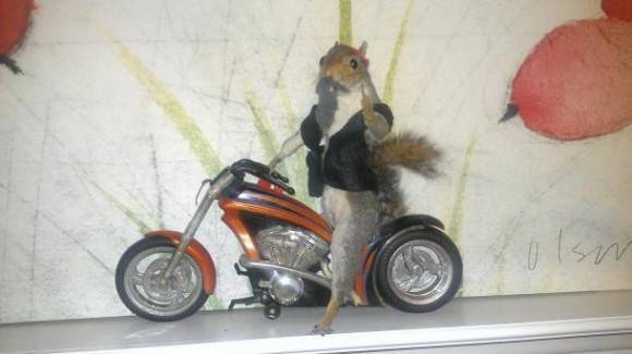 When taxidermy goes right