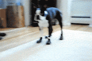 This GIF never ceases to make me laugh.