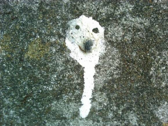 A bird pooped a dog