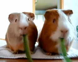 WHEN THE GIF RESTARTS IT LOOKS LIKE THE LEAF IS SPIT OUT AND THEY ARE EATING IT AGAIN