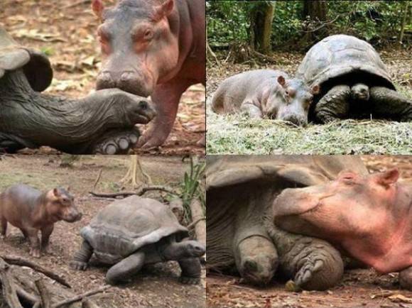 A baby hippopotamus that survived the Tsunami waves (2010) on the Kenyan coast has formed a strong bond with a giant male century-old tortoise in an animal Facility in the port city of Mombassa.
