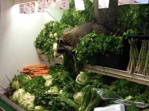 I went to the grocery store to pick up some veggies. It seems that somebody else had the same idea as me. Yup, that is a raccoon...