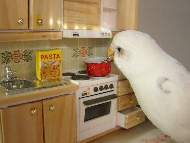 My huge a** pet bird