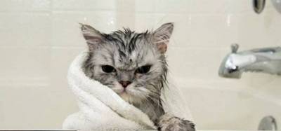 Kitties Why You No Bath?