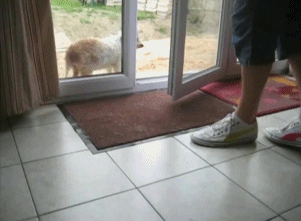 Who’s a well mannered dog?