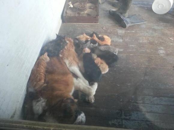 My saint bernard lets the outside cats sleep with him