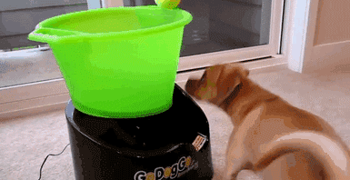 Go! Dog, Go!