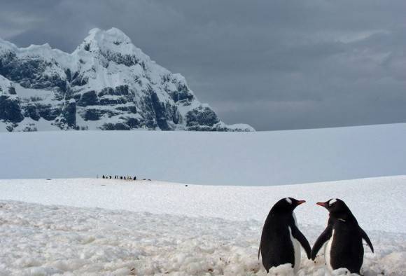 One day our children will populate this land to inspire some stupid writer to make a really great movie of penguin and their feet