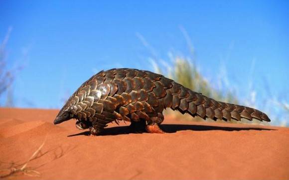 One of the coolest mammals on the planet: The Pangolin