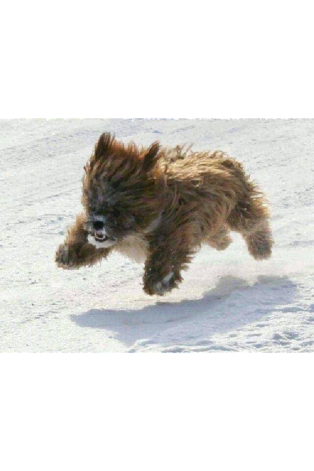 A young pic of chewbacca enjoying the snow.