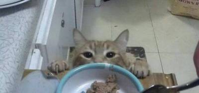 Cat owners will relate to this- How cats get into everything