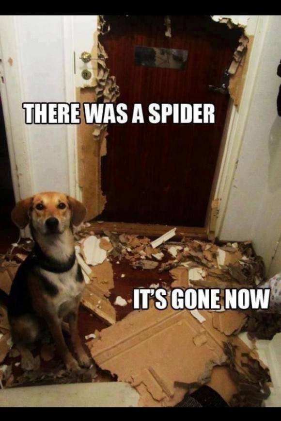 Good dog!