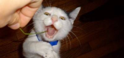 These Funny Animals