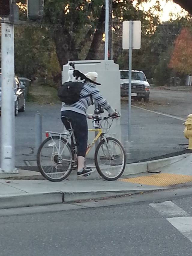 Finally found something worthy today after years of lurking, sorry for the poor quality. That's a cat, riding a person, who is riding a bike.