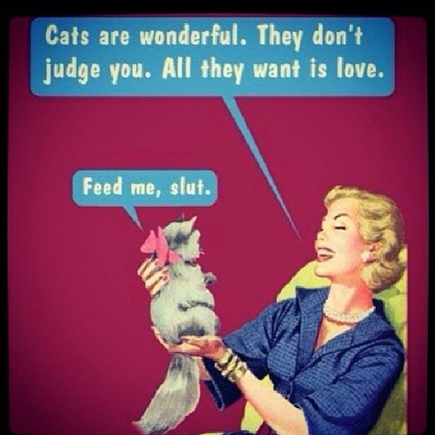 every cat ever