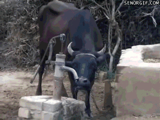 Cow using a water pump, that's all.