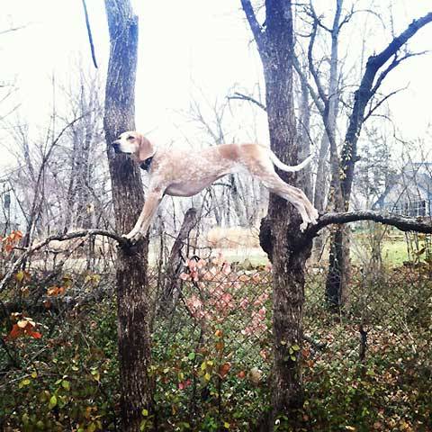 Jean Claude Van Dog