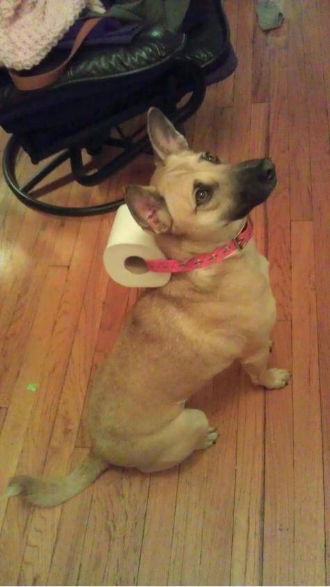 We ran out of toilet paper and asked our downstairs neighbor if we could borrow some. This is how it arrived, delivered to our door.