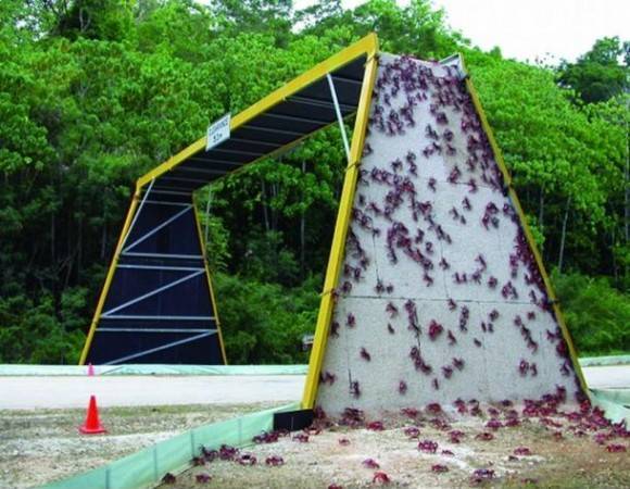 bridge made for local crab population