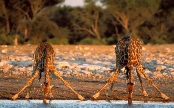 Giraffes drinking water