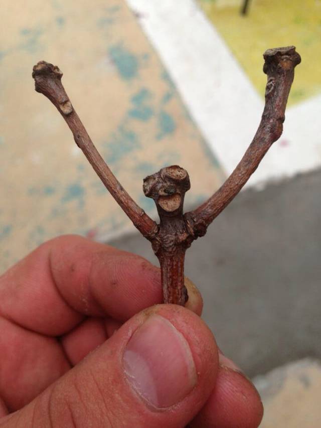 I LOVE being a stick!