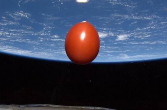 Yes, this is a fresh tomato orbiting in space at 4.8 miles per second, 230 miles above your head