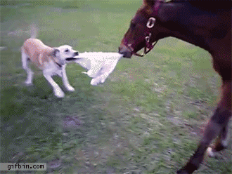 Get back here you little sh*t!