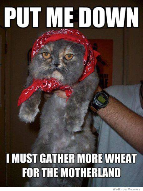 Ruski Cat