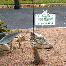 My birdfeeder-emptying squirrel problem seems to be self limiting