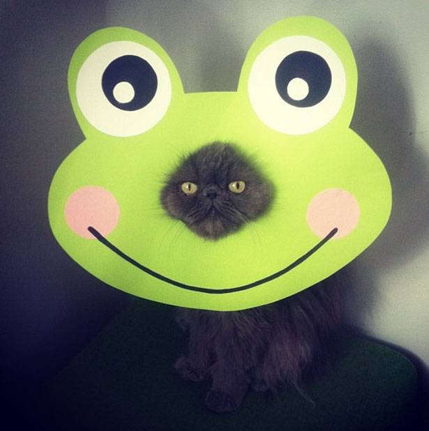 I am not amused