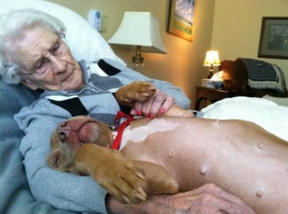 Peaches, a hospital therapy dog, and a 