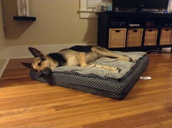 After saving up for months I was finally able to buy my 9 year old arthritic Shepherd a huge posturepedic bed today! He hasn’t left it in hours!